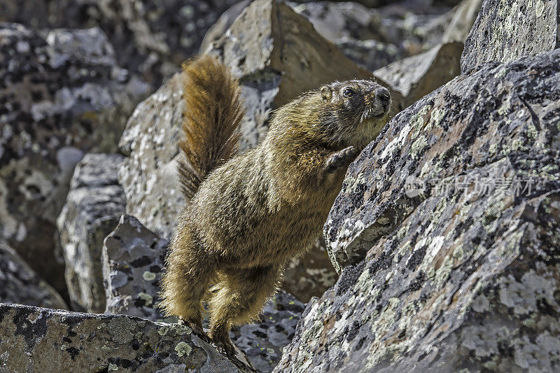 胆小的土拨鼠;Marmota flaviventris;在怀俄明州的黄石国家公园。